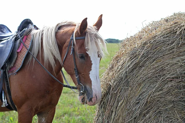 Коричневая пятнистая лошадь ест сено, стоит рядом со стопкой — стоковое фото