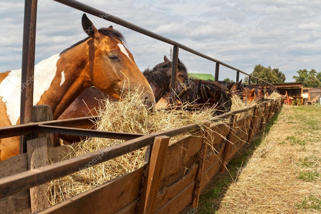 Mon S3 V6 3,3 LE de 1999 (immatriculé en 2000) - Page 3 Depositphotos_41607915-stock-photo-horses-standing-in-a-stall