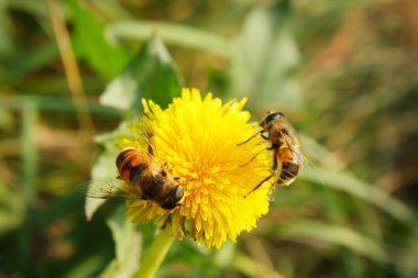 arı polen toplama parlak sarı çiçek