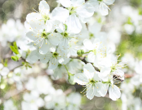 Rami di mela in fiore, con sfocatura e soft-focus, sfondo — Foto Stock