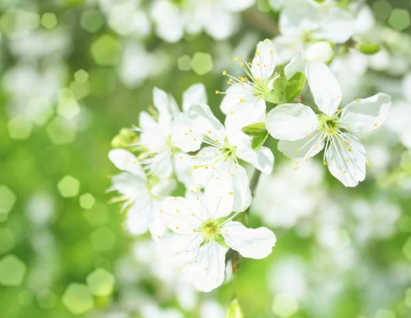 Rami di mela in fiore, con sfocatura e soft-focus, sfondo — Foto Stock