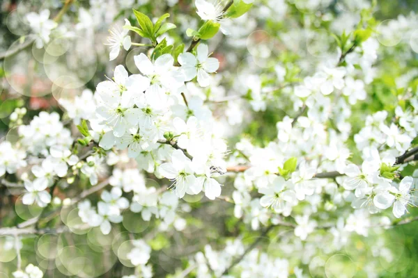 Blommande apple grenar, med oskärpa och mjuk-fokus, bakgrund — Stockfoto