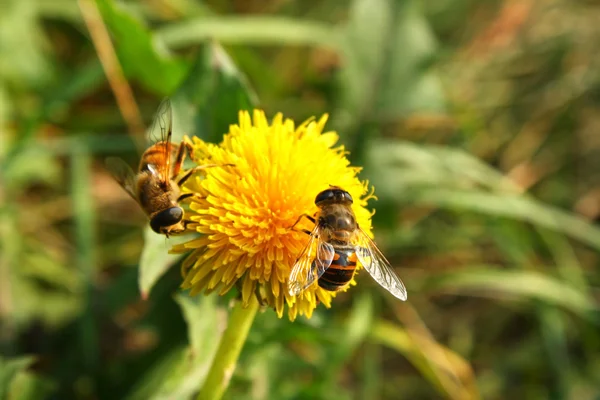 Bijen op heldere gele bloem, verzamelen van stuifmeel — Stockfoto