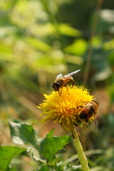 Las abejas sobre la flor brillante amarilla, recogiendo el polen — Foto de Stock