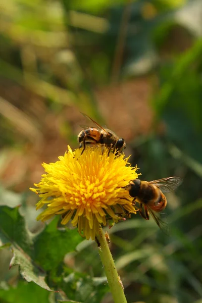 Bijen op heldere gele bloem, verzamelen van stuifmeel — Stockfoto