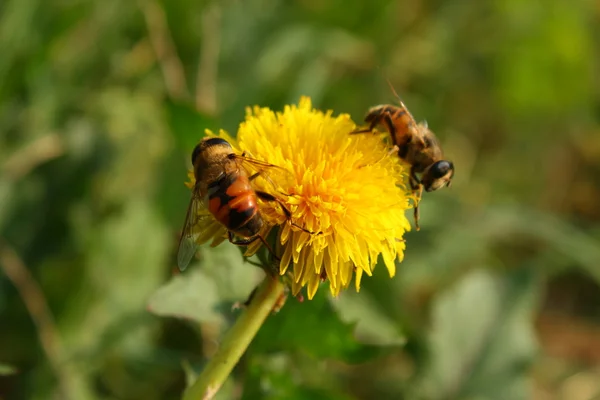 Api su fiore giallo vivo, raccogliendo il polline — Foto Stock