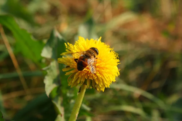 Api su fiore giallo vivo, raccogliendo il polline — Foto Stock