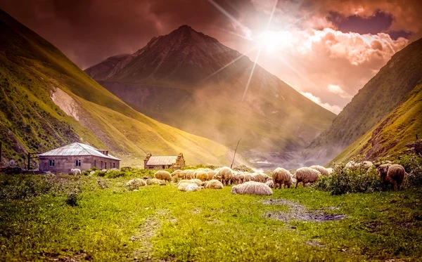 Rebanho de ovelhas pastando em um vale de montanha — Fotografia de Stock