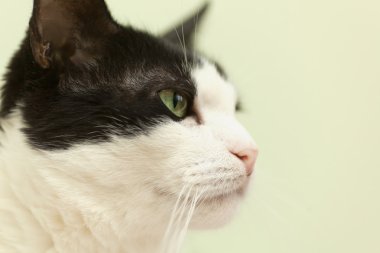 profil içinde hafif bir arka plan üzerinde güzel siyah ve beyaz kedi