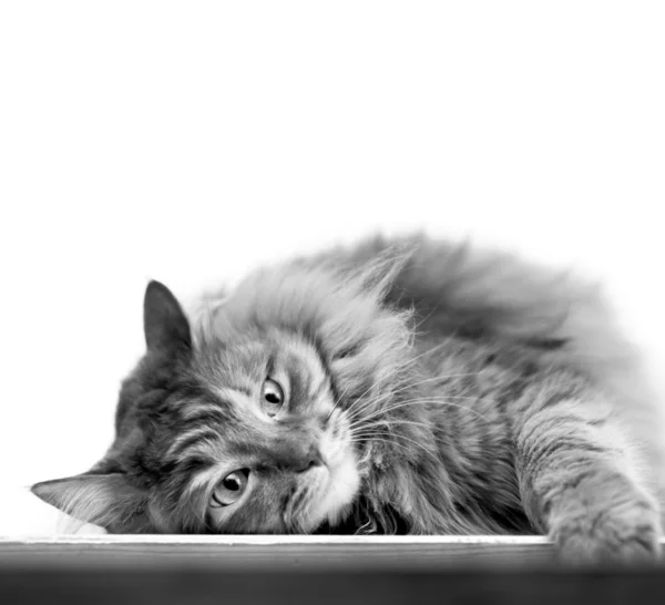 Bonito gato encontra-se em um fundo branco, imagem preto-e-branco — Fotografia de Stock