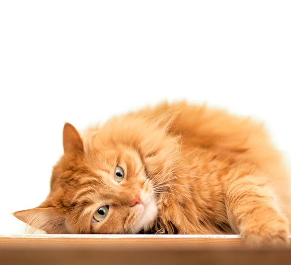 Beyaz arka plan üzerinde izole kabarık kırmızı kedi — Stok fotoğraf
