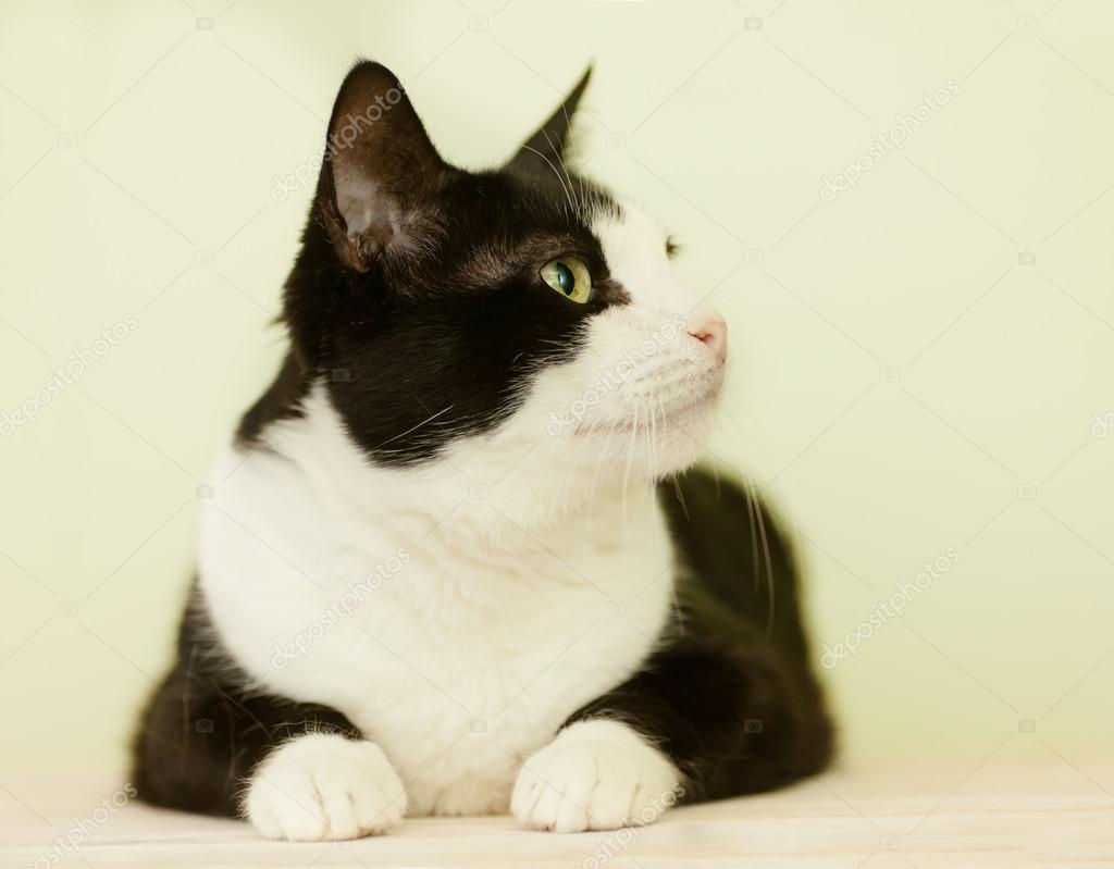Beautiful Black And White Cat On A Light Background In Profile Stock Photo Image By C Olezzosimona