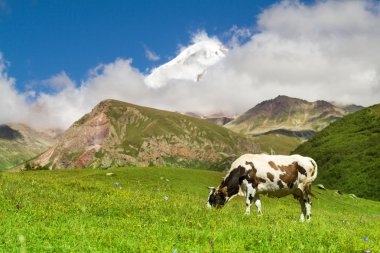 Yükseklik dağ zemin üzerine yeşil çayır üzerinde otlatma inek
