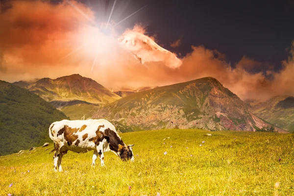 Cow grazing on a background of mountain and sunset sky — Stock Photo, Image