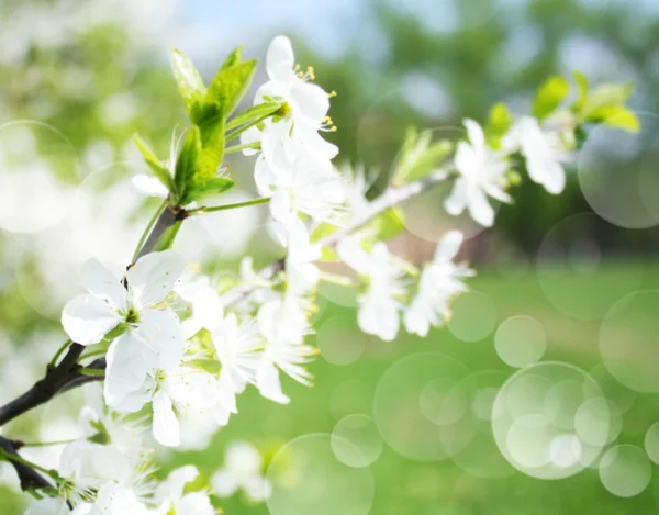 Blommande apple grenar, med oskärpa och mjuk-fokus — Stockfoto