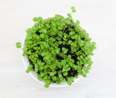 yumuşak odak ahşap bir masa üstünde genç Fesleğenli beyaz pot