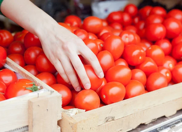 Main humaine prend une tomate — Photo