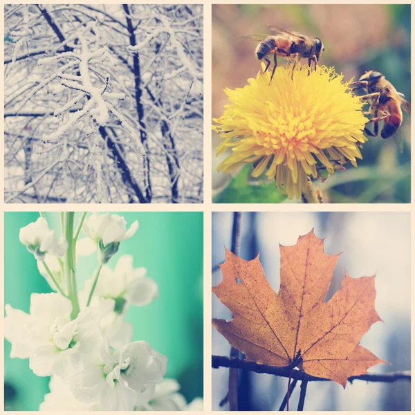Nature en hiver, printemps, été et automne . — Photo