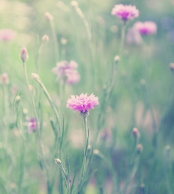 çiçekler instagram etki alanında