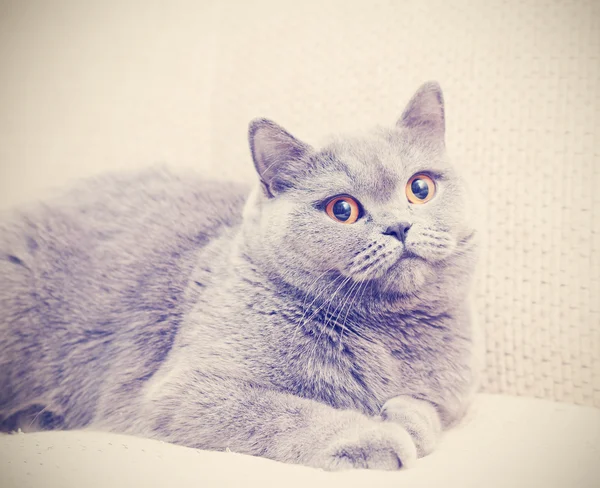 Gato britânico muito azul com olhos amarelos no sofá — Fotografia de Stock