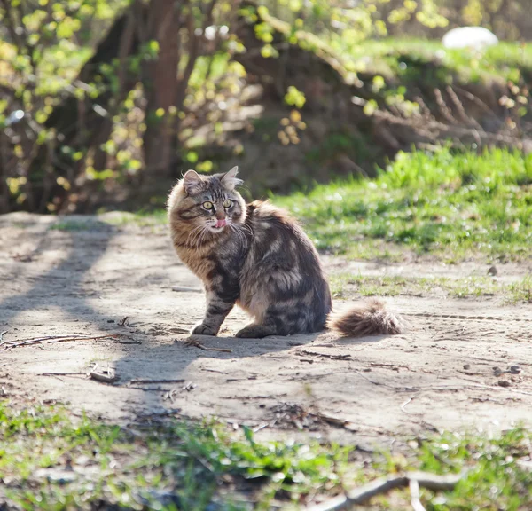 Prachtige bruine kat in het bos — Stockfoto