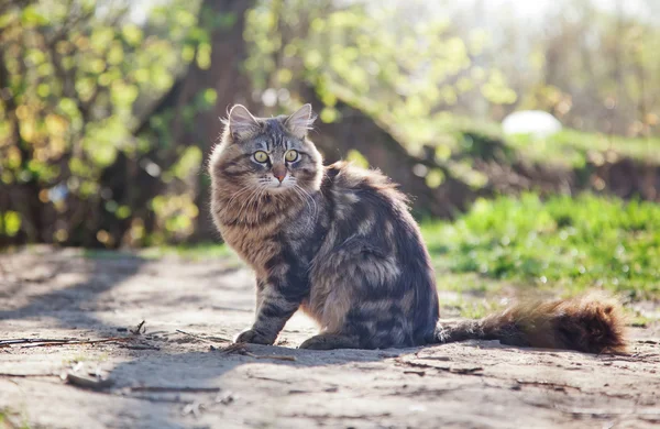 Beau chat brun dans les bois — Photo