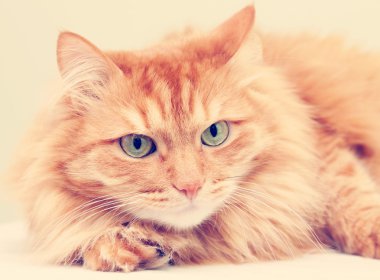 şirin kabarık kırmızı kedi