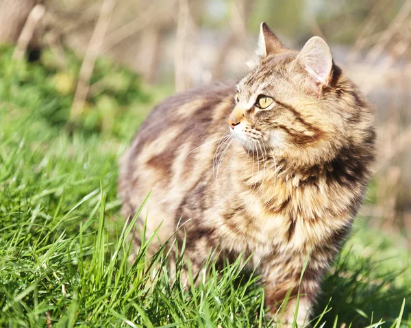 Prachtige bruine kat in het bos — Stockfoto