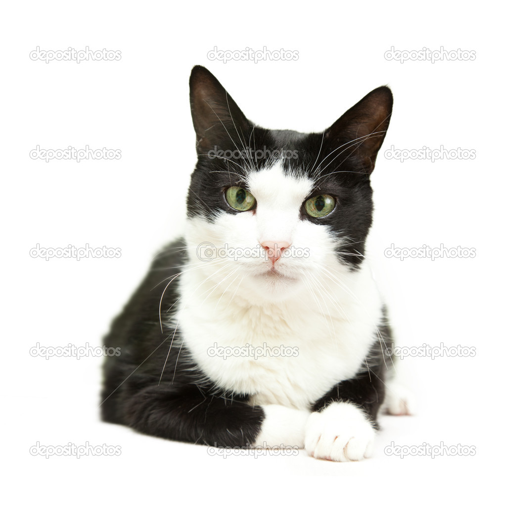 Beautiful black and white cat on a white background Stock Photo by