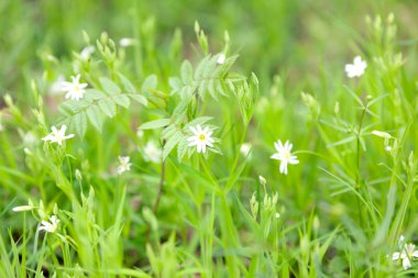 yumuşak odak ormanında bahar çiçekleri