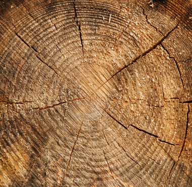 Ağaç gövdesi dokusu