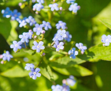 yeşillik zemin yumuşak mavi çiçekler