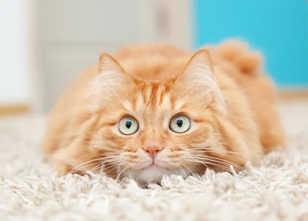 Funny fluffy ginger cat lying — Stock Photo, Image