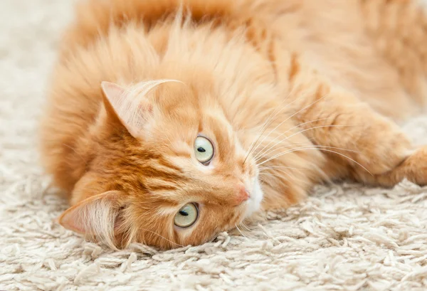 Divertido esponjoso jengibre gato mintiendo —  Fotos de Stock
