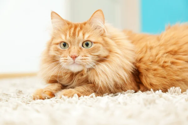 Rolig fluffiga ingefära katt liggande — Stockfoto