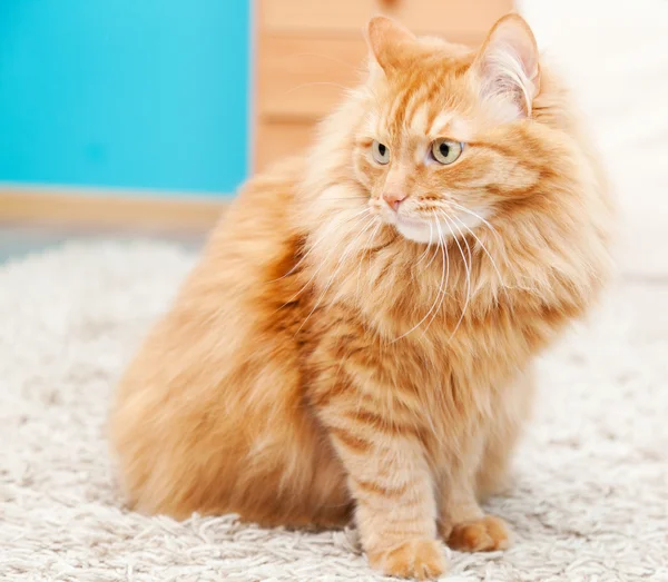Komik kabarık zencefil kedi yalan — Stok fotoğraf