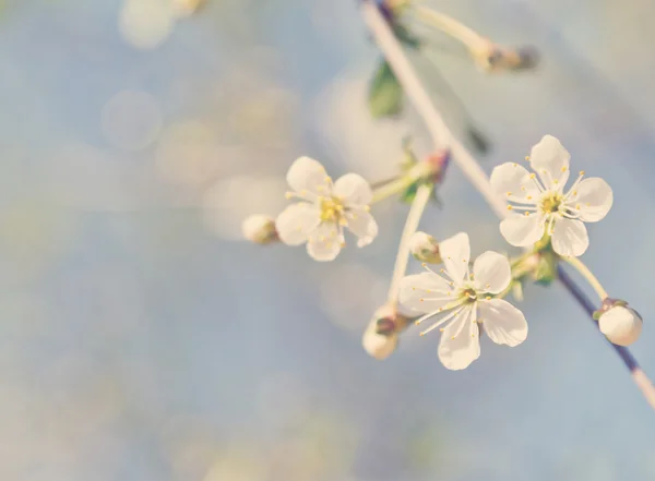 Kiraz çiçek ağacın — Stok fotoğraf