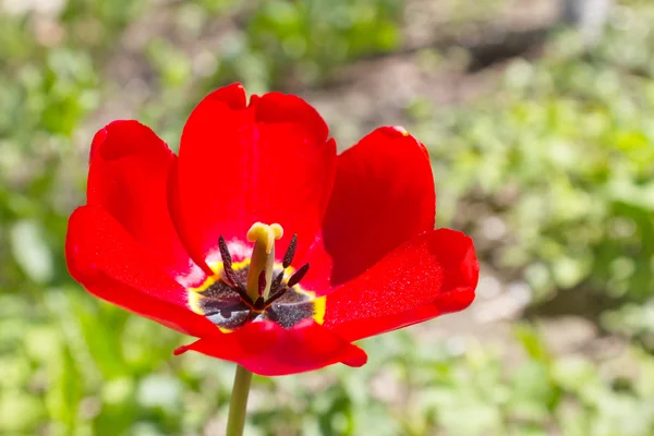 Bright red tulip, close-up,  in soft focus — Stock Photo, Image