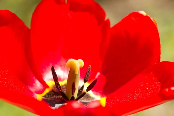 Bright red tulip, close-up,  in soft focus — Stock Photo, Image