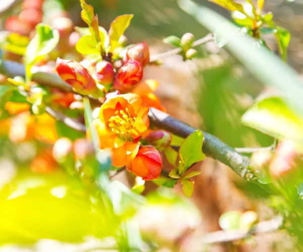 Ramos de árvore florescente — Fotografia de Stock