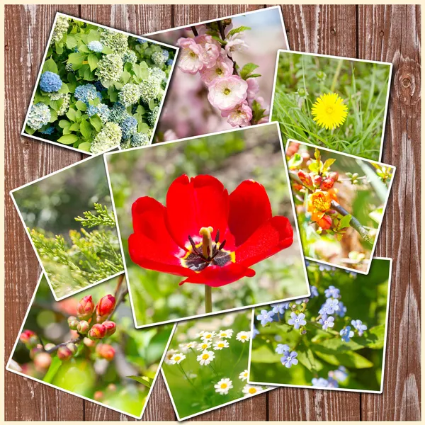 Different bright spring flowers, collage Stock Image