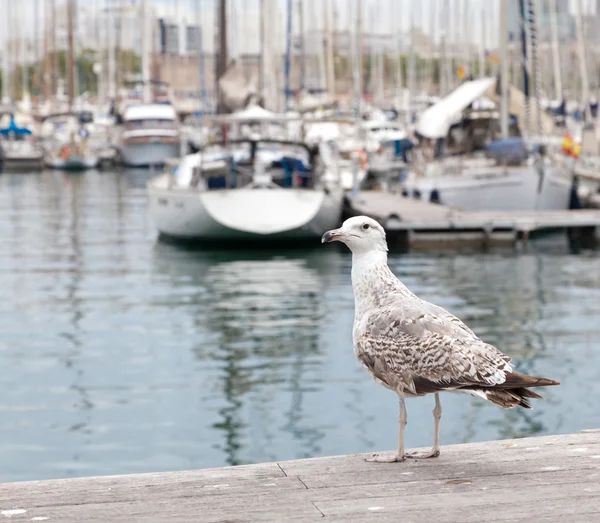 Mewa na tle port — Zdjęcie stockowe