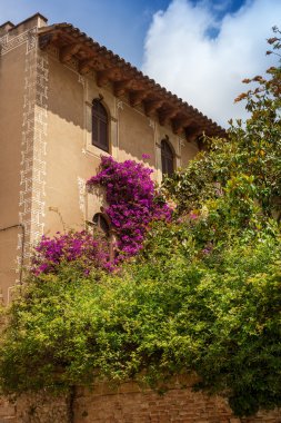 saksı evin balkonunda