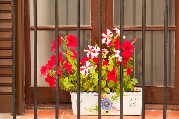 Blumentöpfe auf dem Balkon des Hauses — Stockfoto