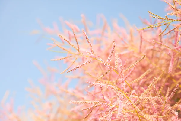 Pembe ağaç çiçeği — Stok fotoğraf