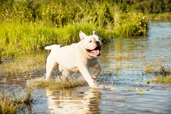 Bulldog inglese bianco in stagno — Foto Stock