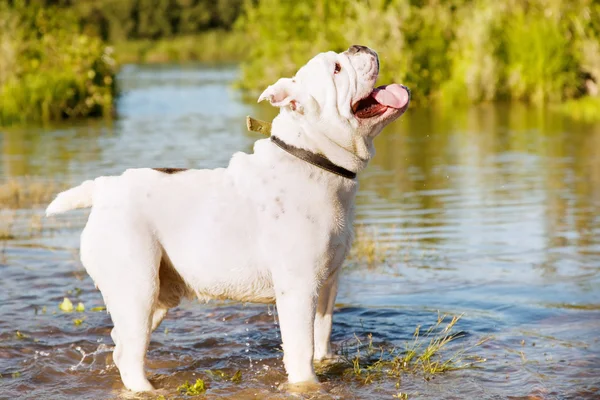 Bulldog inglese bianco in stagno — Foto Stock