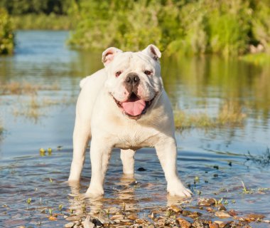 Beyaz İngilizce bulldog gölet 