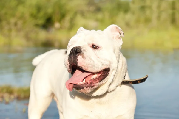 Bulldog inglês branco na lagoa — Fotografia de Stock