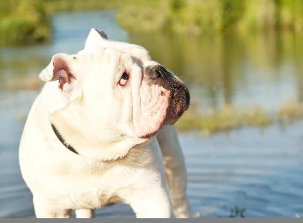 在池塘里的白色英国斗牛犬 — 图库照片